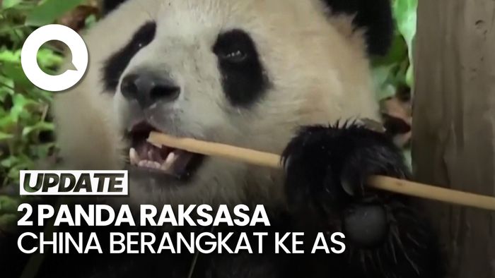 Keberangkatan Dua Panda Raksasa China ke Amerika Serikat