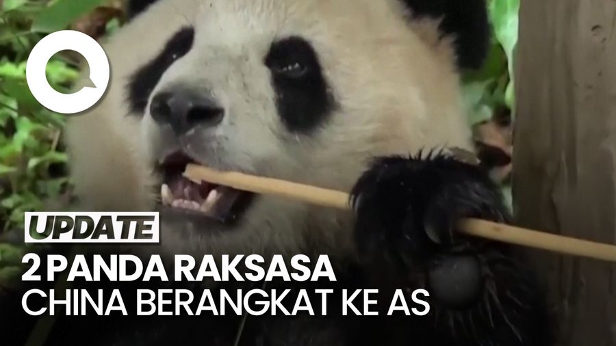 Keberangkatan Dua Panda Raksasa China ke Amerika Serikat