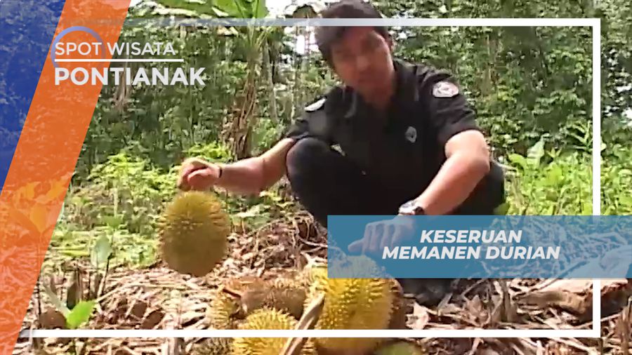 Berburu Buah Durian Khas Khas Desa Punggur Langsung di Kebunnya, Pontianak