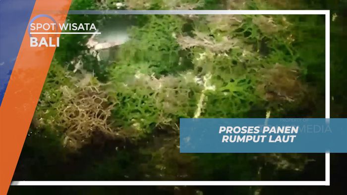 Mendulang Cuan dengan Memanen Rumput Laut Saat Laut Surut, Bali