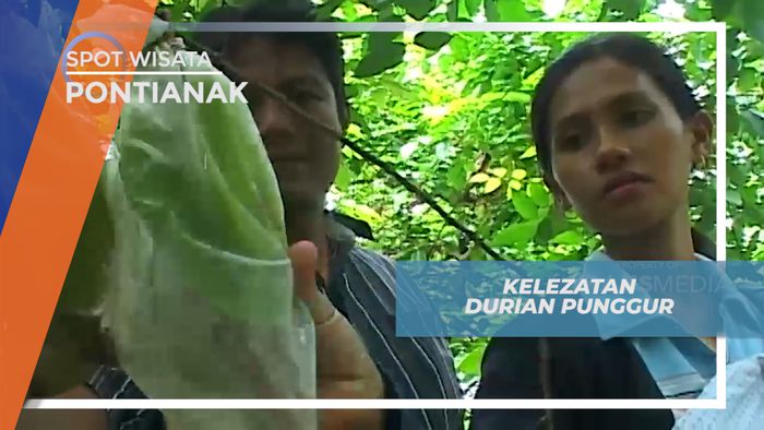 Mengunjungi Desa Punggur, Desa Penghasil Buah Durian di Kota Pontianak