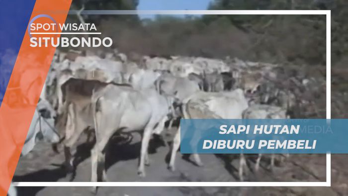 Berburu Sapi Hutan Penghuni Taman Nasional Baluran, Situbondo