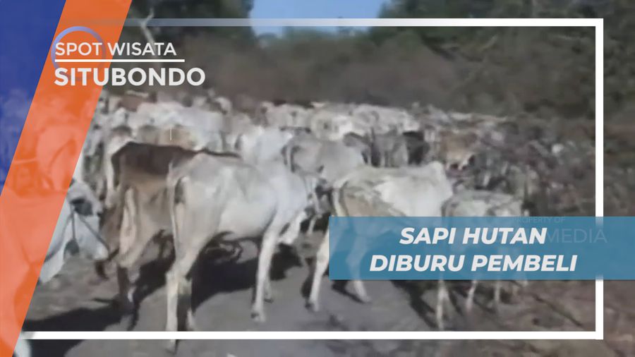 Berburu Sapi Hutan Penghuni Taman Nasional Baluran, Situbondo