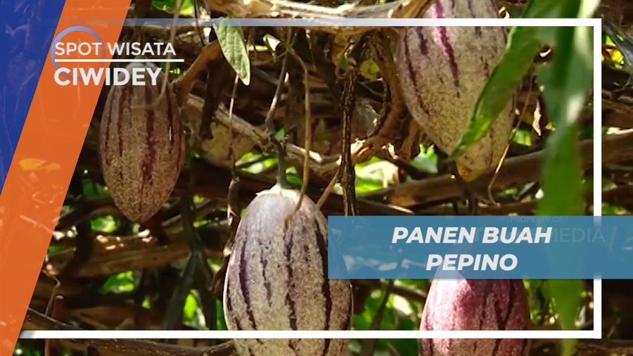 Senangnya Memanen Buah Pepino langsung di Kebunnya, Ciwidey