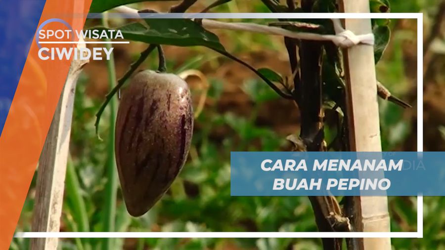 Melihat dari Dekat Cara Menanam Pohon Pepino, Ciwidey