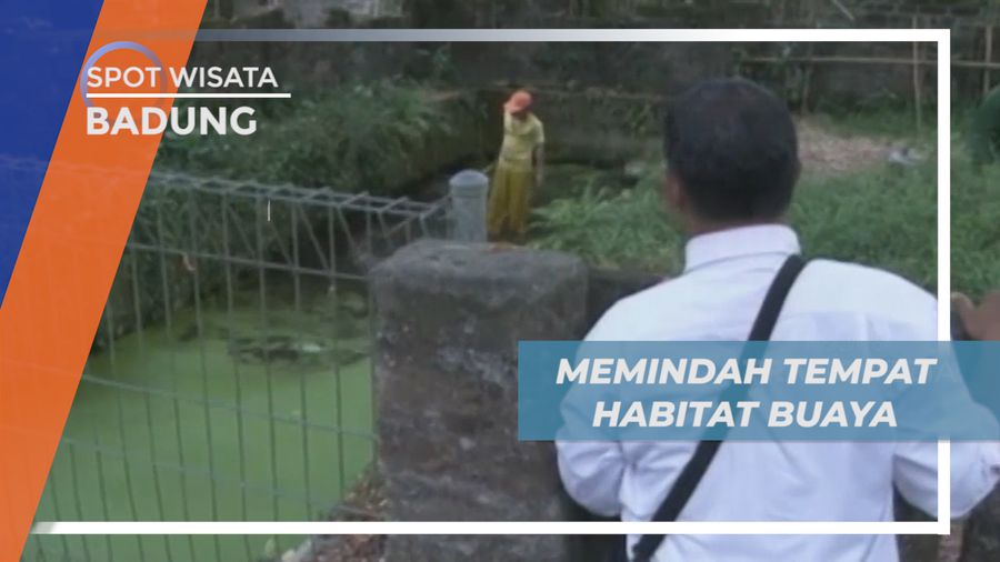 Sensasi Menegangkan, Memindahkan Buaya ke Tempat Penangkaran, Badung