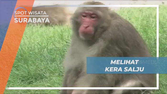 Menyambut Kelahiran Kera Salju di kebun Binatang Kota Pahlawan, Surabaya