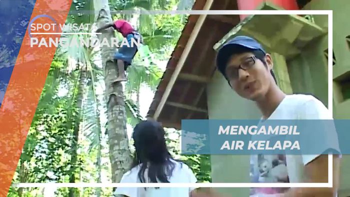 Mengambil Air Kelapa Untuk Bahan Membuat Gula di Desa Cimerah Pangandaran 