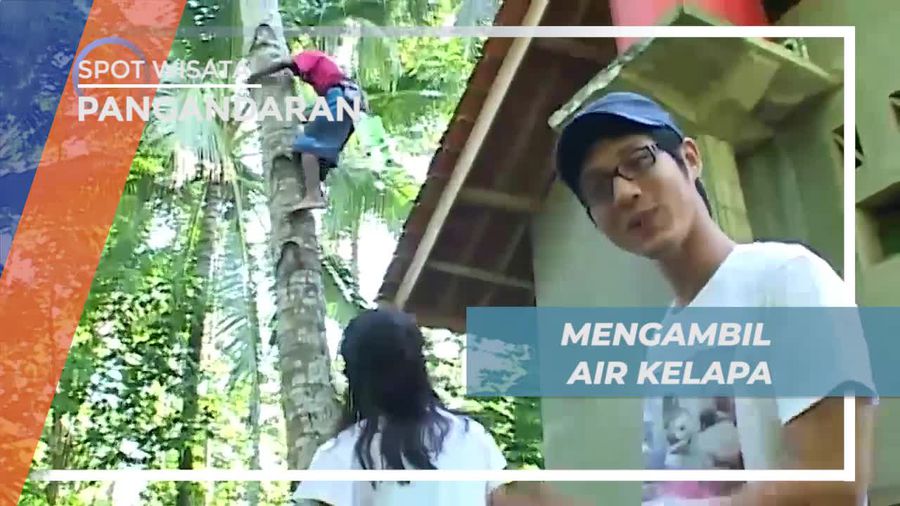 Mengambil Air Kelapa Untuk Bahan Membuat Gula di Desa Cimerah Pangandaran 