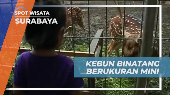 Liburan Murah Meriah, Mengunjungi Kebun Binatang Mini di Kota Surabaya