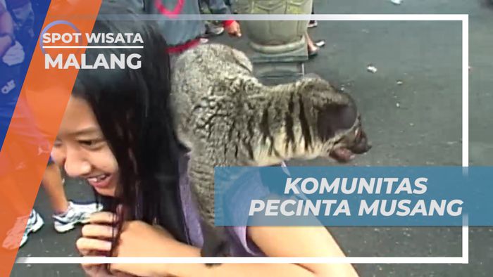 Mengintip Aktivitas Komunitas Pecinta Hewan Musang, Malang