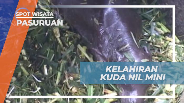 Kelahiran Kuda Nil Mini, Menambah Penghuni Baru di Taman Satwa Pasuruan