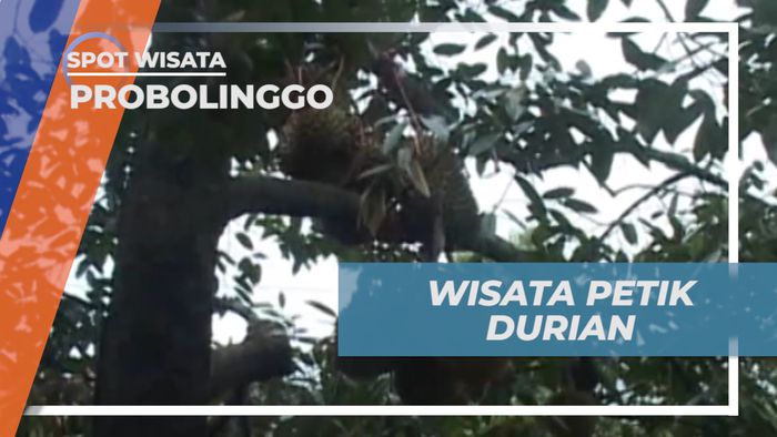 Mengunjungi Agrowisata Petik Durian Beragam Jenis, Probolinggo