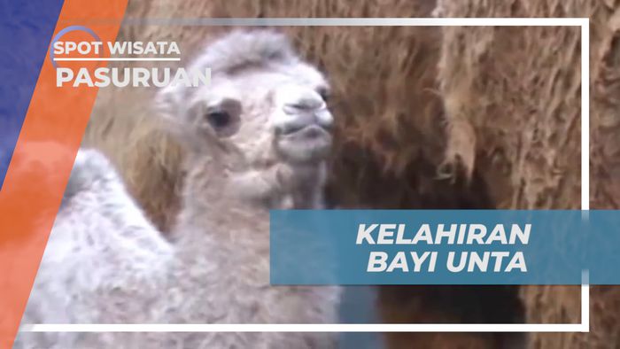Menyambut Kelahiran Bayi Unta Punuk Dua di Taman Satwa Pasuruan