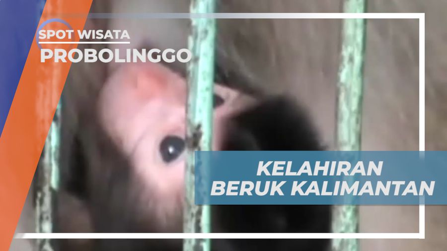 Kelahiran Beruk Kalimantan Menambah Koleksi Kebun Binatang Mini Kota Probolinggo