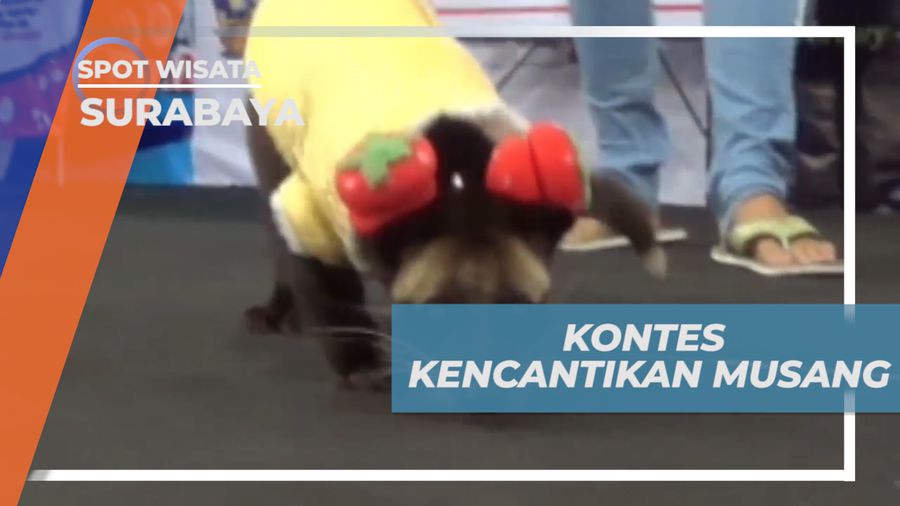 Kemeriahan Kontes Kecantikan Musang yang Lucu Menggemaskan, Surabaya