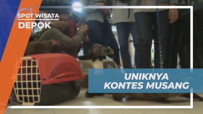 Lucunya Ratusan Musang Mengikuti Kontes Catwalk di Atas Panggung, Depok