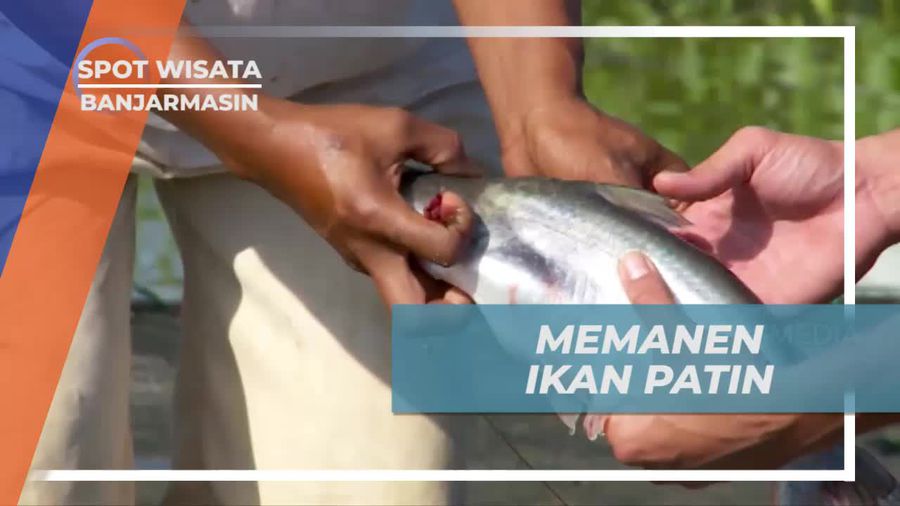 Memanen Ikan Patin Berukuran Besar di Banjarmasin