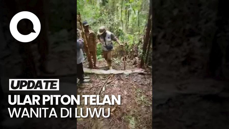 Penampakan Ular Piton 8 Meter yang Telan Wanita di Luwu hingga Tewas