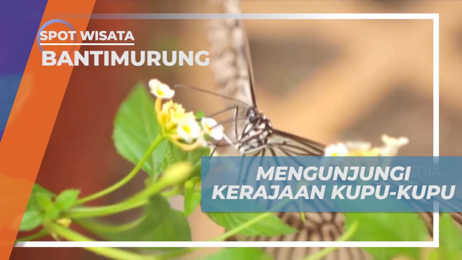 Mengunjungi Kerajaan Kupu-kupu di BalaiTaman Nasional Bantimurung