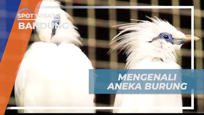 Belajar Mengenali Aneka Ragam Jenis Burung di Taman Satwa Kota Kembang, Bandung
