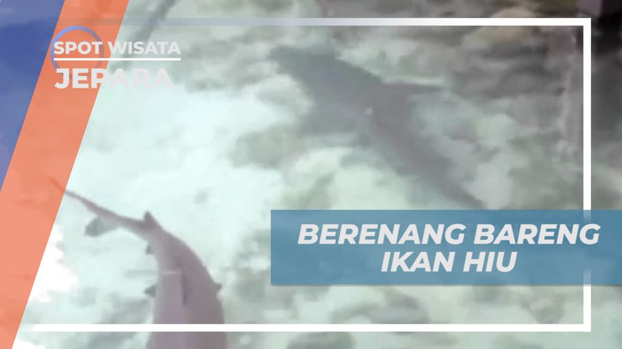 Sensasi Berenang Bareng Ikan Hiu di Pulau Menjangan Besar, Jepara