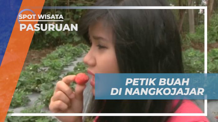 Nongko Jajar, Menikmati Agrowisata Petik Buah di Kaki Gunung Bromo, Pasuruan