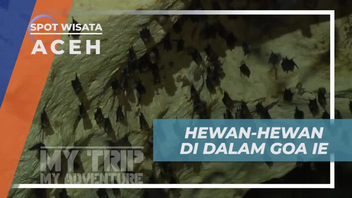 Melihat Langsung Aneka Satwa di Dalam Goa Ie Aceh