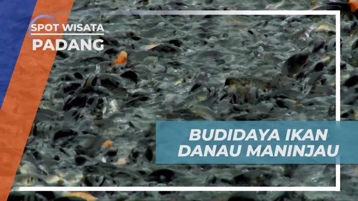 Melihat Budidaya Ikan Nila di Danau Maninjau Padang