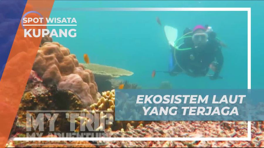 Menjaga Ekosistem Laut Dengan Terumbu Karang Buatan, Kupang