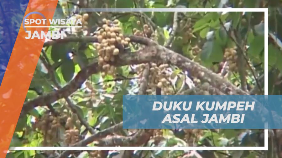 Duku Kumpeh, Duku Istimewa Asli Jambi yang di Buru Pembeli, Jambi
