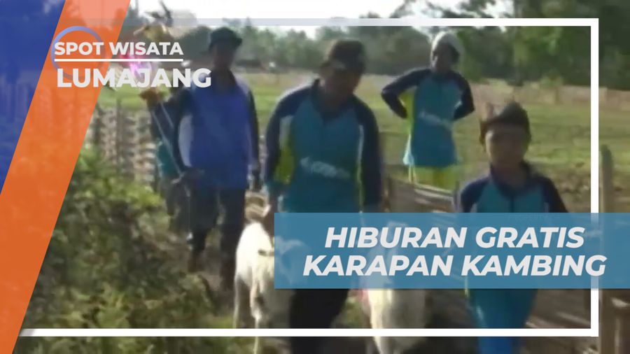 Menikmati Hiburan Gratis, Adu Balap Karapan Kambing Khas Lumajang