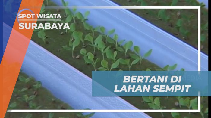 Hidroponik Farm, Memanfaatkan Lahan Sempit untuk Bertani Sayuran, Surabaya
