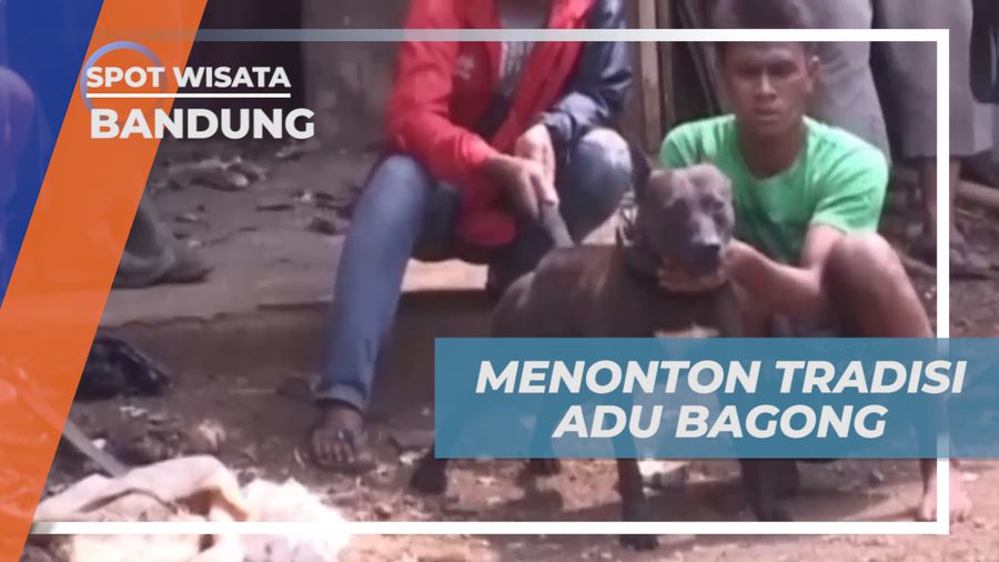 Tradisi Adu Bagong, Mengadu Kekuatan Anjing Melawan Babi Hutan, Bandung