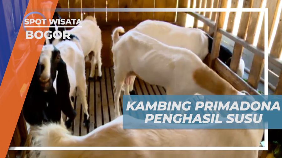 Kambing Etawa, Kambing Primadona Penghasil Susu dan Daging Berkualitas, Bogor