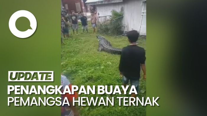 Aksi Warga di Sulteng Gotong Royong Tangkap Buaya 4 Meter Pemangsa Kambing