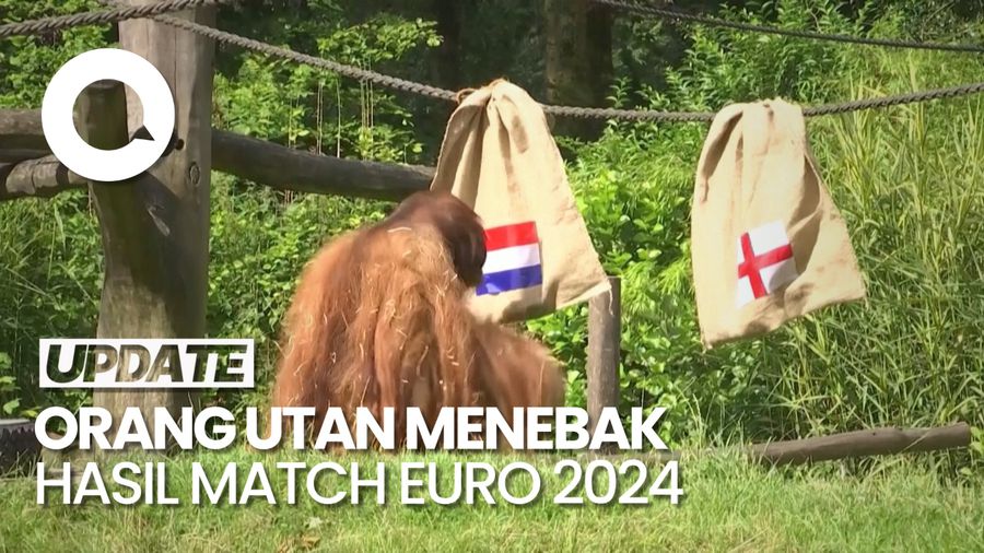 Orang Utan Ini Prediksi Belanda Menang Lawan Inggris di Semifinal Euro 2024