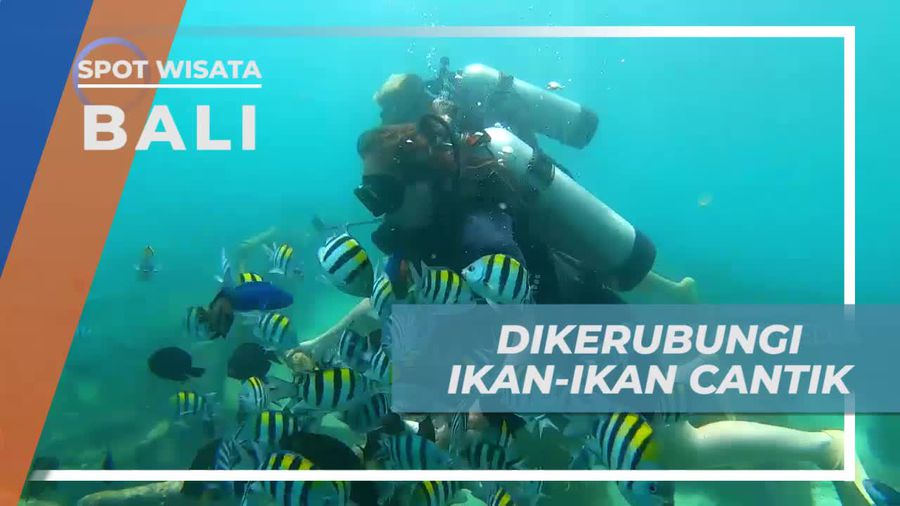 Bertemu Langsung Dengan Nemo dan Dori, Ikan Cantik di Bawah Laut Bali