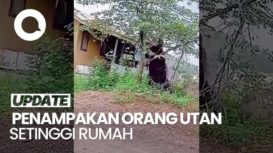 Viral Orang Utan Setinggi Rumah di Kaltim, Ini Penjelasan BKSDA
