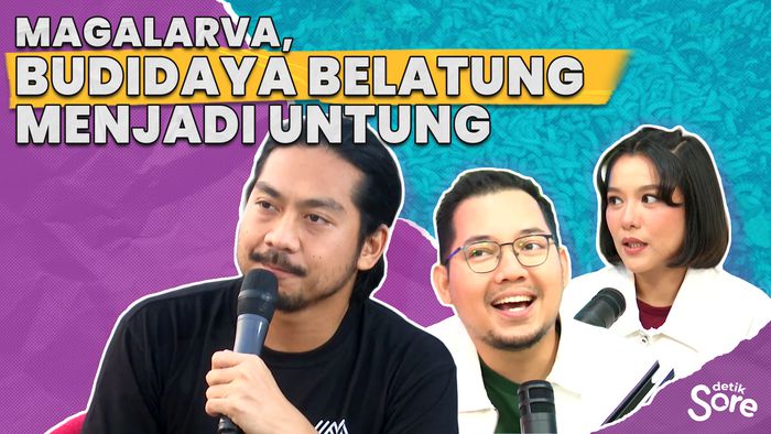 Magalarva, Budidaya Belatung Menjadi Untung 