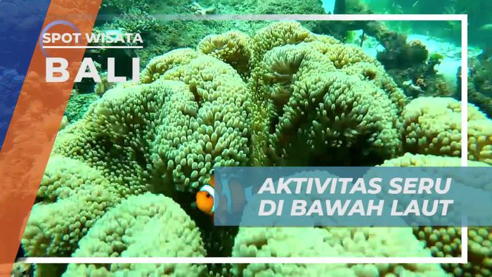 Foto-foto Mengabadikan Momen Scuba Diving di Bawah Laut Bali