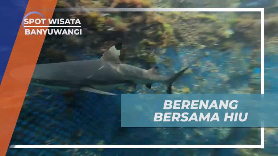 Pengalaman Seru Berenang Bersama Hiu di Banyuwangi
