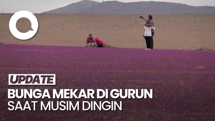 Anomali Hamparan Bunga di Gurun Atacama Chili Imbas El Nino