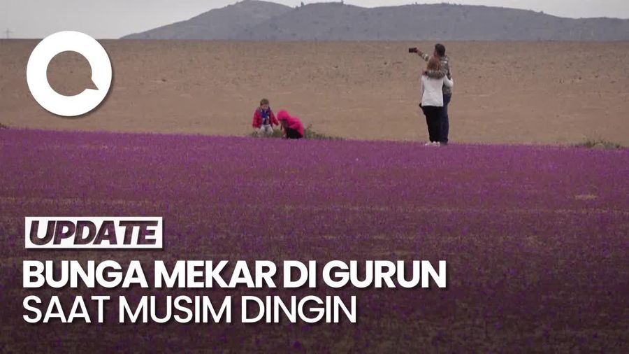 Anomali Hamparan Bunga di Gurun Atacama Chili Imbas El Nino