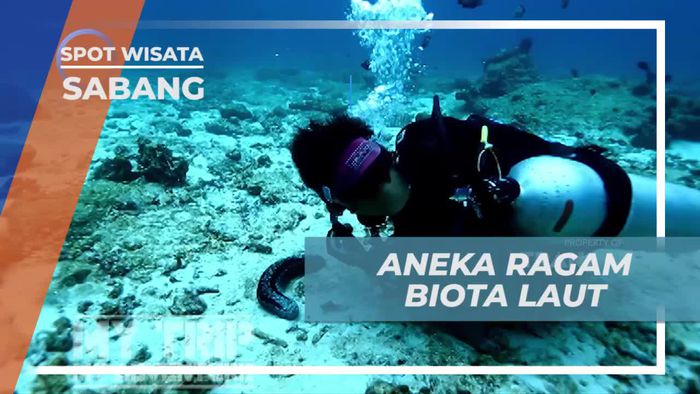 Melihat Aneka Biota Laut Cantik di Sabang