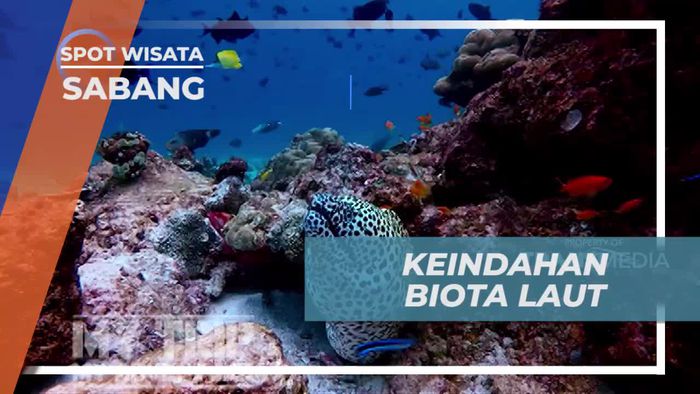 Momen Spesial Bertemu Lion Fish dan Giant Puff Fish di Sabang