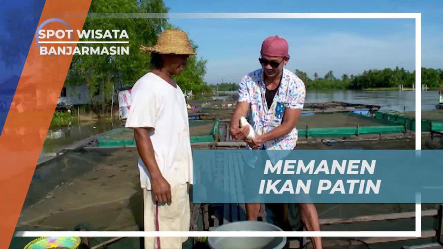 Memanen Ikan Patin Berukuran Besar di Banjarmasin