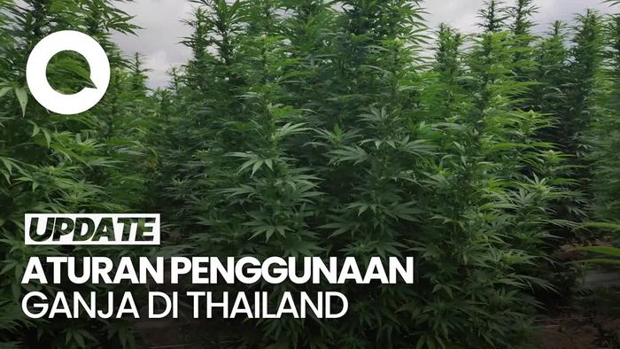 Thailand Tetapkan Ganja Jadi Obat Terlarang Mulai 1 Januari 2025