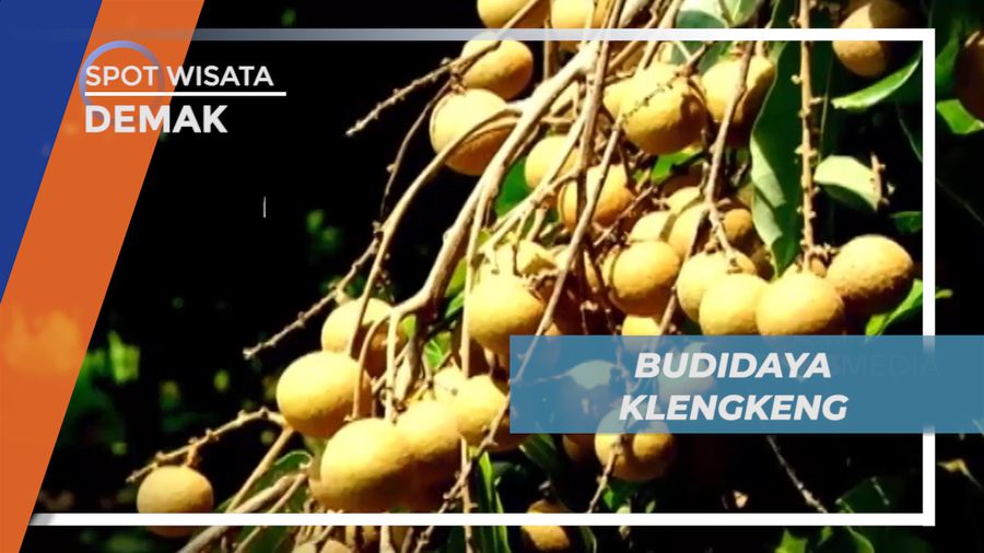 Melihat Langsung Budidaya Buah Kelengkeng Itoh, Demak