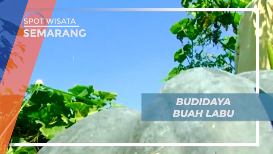 Mendulang Cuan dari Budidaya Buah Labu Kuning, Semarang 